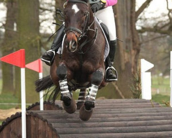 horse Treefers (KWPN (Royal Dutch Sporthorse), 2000, from Now Or Never M)