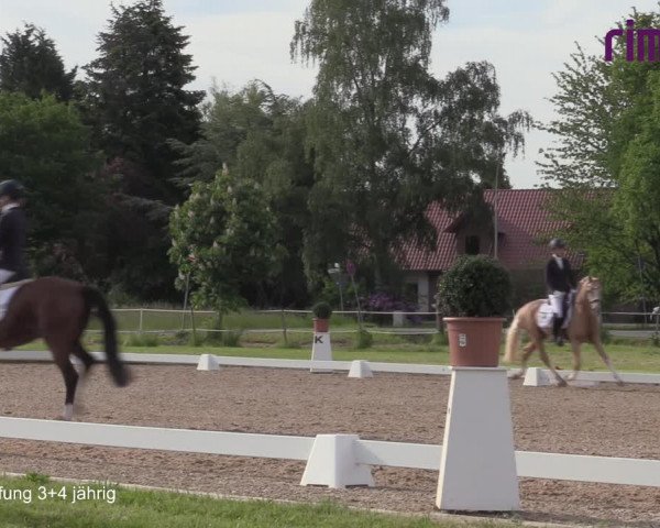 Reitturnier Hille 2021