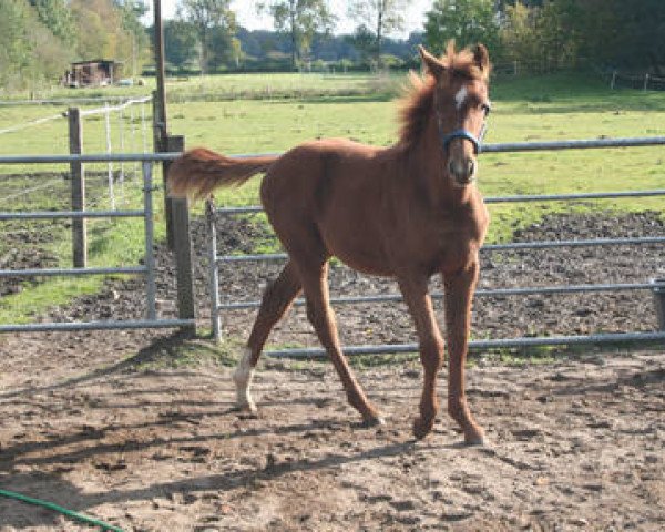 horse Crowning Glory (Hanoverian, 2011, from Chivas)