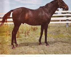 horse Better Boy xx (Thoroughbred, 1951, from My Babu xx)