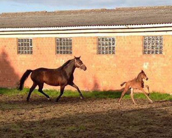 broodmare Wyra 2 (Holsteiner, 2006, from Quite Easy I)