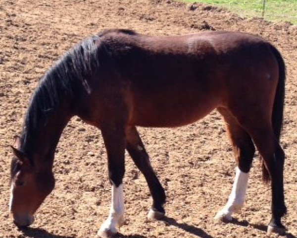 Zuchtstute Candy Cain (Oldenburger Springpferd, 2012, von Monte Cain)