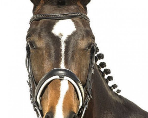Dressurpferd Tiffany (Hannoveraner, 2007, von Toronto)