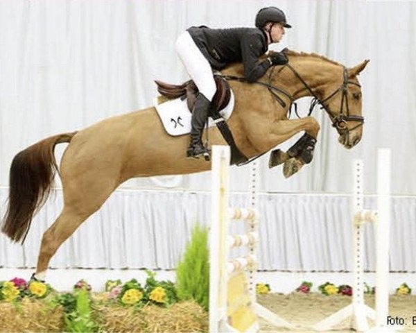 broodmare Thea van Heins (Hanoverian, 2008, from Toronto)