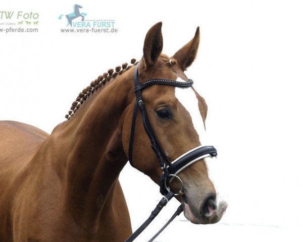 horse Thadeus (Hanoverian, 2008, from Toronto)