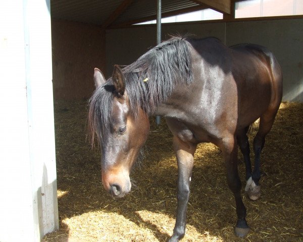 Zuchtstute Golden Qualita (Oldenburger Springpferd, 2012, von Monte Cain)
