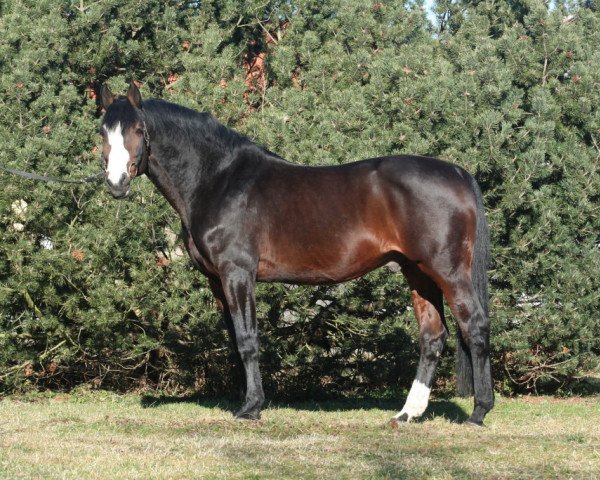 Deckhengst Limited (Holsteiner, 1991, von Lord)