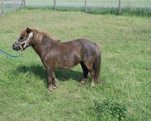 Fattrice Indra (Pony Shetland (inferiore a 87 cm), 2006, di Ivo van het Kromveld)