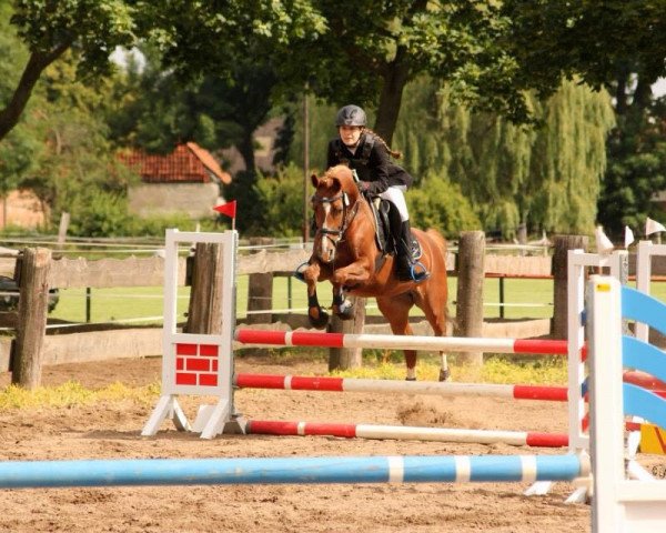 broodmare Damita Jo (German Riding Pony, 2004, from Don't Worry Be Happy) broodmare Damita Jo (German Riding Pony, 2004, from Don't Worry Be Happy)