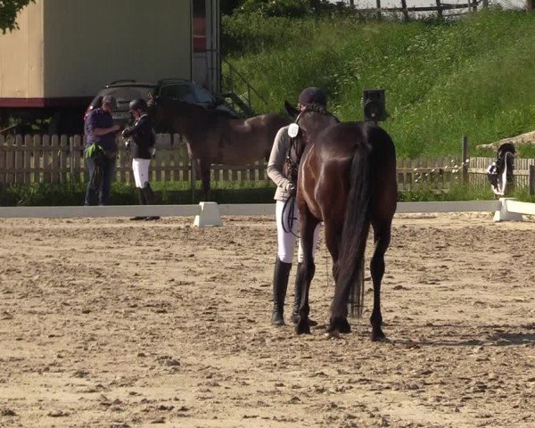 Reitturnier Schülp / Rendsburg 2021