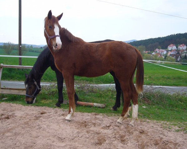 Zuchtstute Donn Diva (Deutsches Reitpferd, 2013, von Don Diamond)