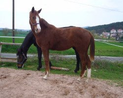 broodmare Donn Diva (German Warmblood, 2013, from Don Diamond)