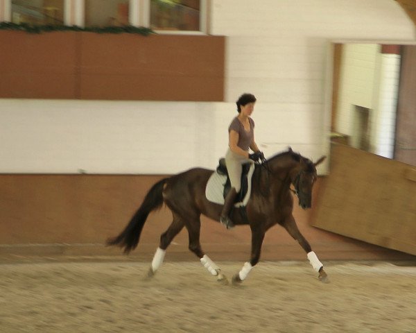 dressage horse Dancing Devine (Hanoverian, 2010, from Don Frederico)