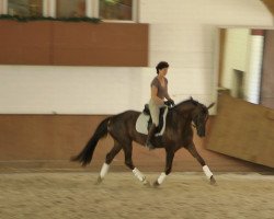 dressage horse Dancing Devine (Hanoverian, 2010, from Don Frederico)