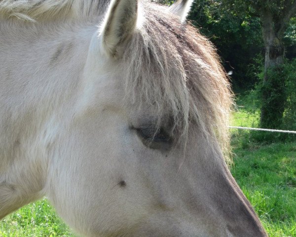 broodmare Isabell (Fjord Horse, 2008, from Ismo)