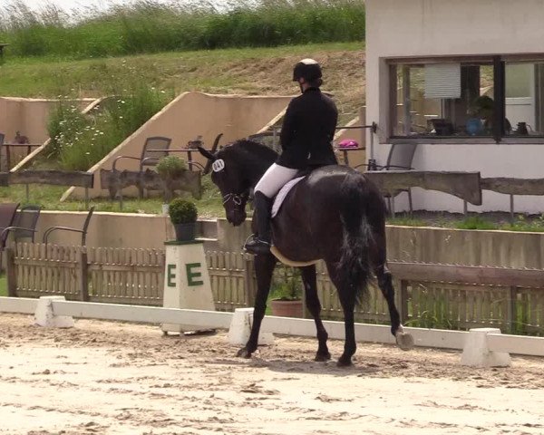 Reitturnier Schülp / Rendsburg 2021