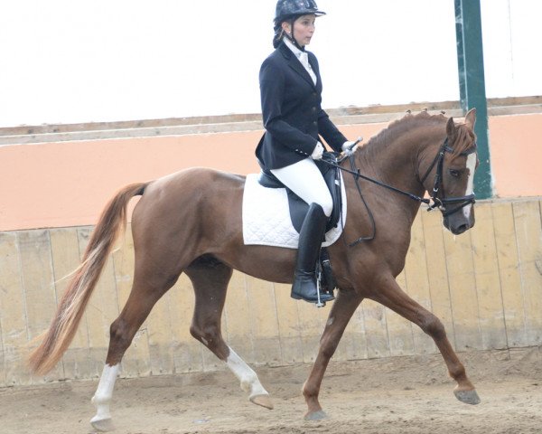 horse Don't Worry Be Happy G (Welsh Partbred, 2010, from Fs Dr Watson)
