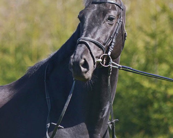 horse Ehrenstein (Trakehner, 2009, from Hohenstein I)