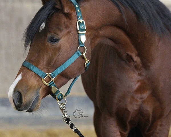 horse Fortunat (Arabian purebred, 2010, from Sabat ox)