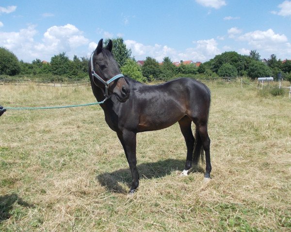horse Heidewinde's Jeraldo (Nederlands Welsh Ridepony, 1995, from Bright Moon xx)