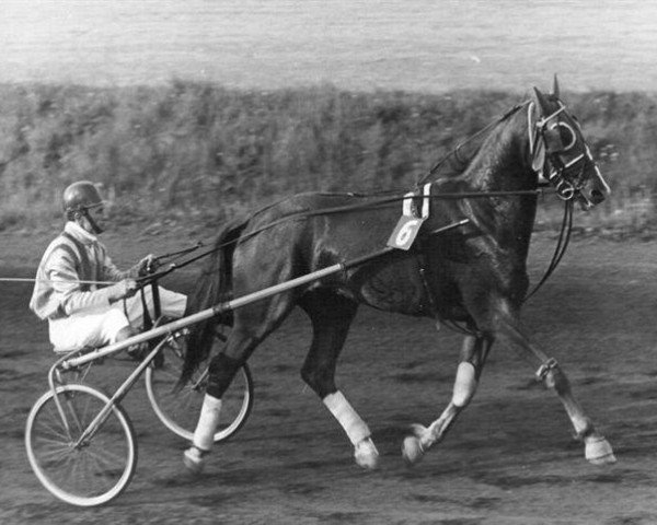 horse Abner M (FR) (French Trotter, 1966, from Feu Follet X (FR))