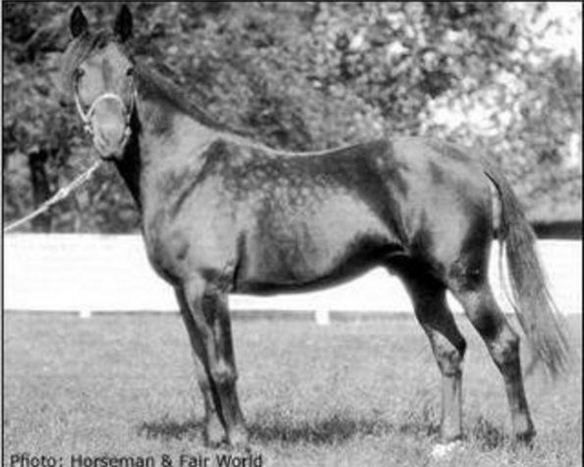 stallion Peter Scott US-64391 (American Trotter, 1909, from Peter the Great 28955 (US))