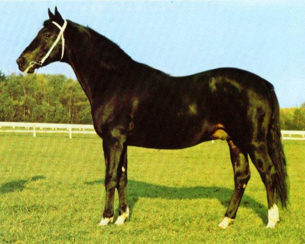 Deckhengst Armbro Oxford (US) (Amerikanischer Traber, 1971, von Nevele Pride 7308E (US)) Deckhengst Armbro Oxford (US) (Amerikanischer Traber, 1971, von Nevele Pride 7308E (US))