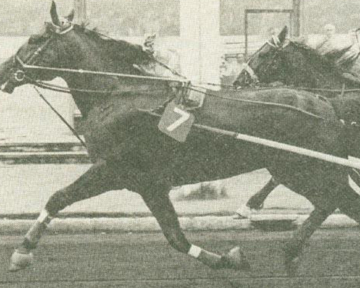 stallion Arden Al (US) (American Trotter, 1967, from Jamie 85267 (US))