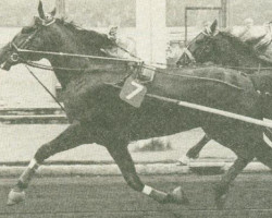stallion Arden Al (US) (American Trotter, 1967, from Jamie 85267 (US))