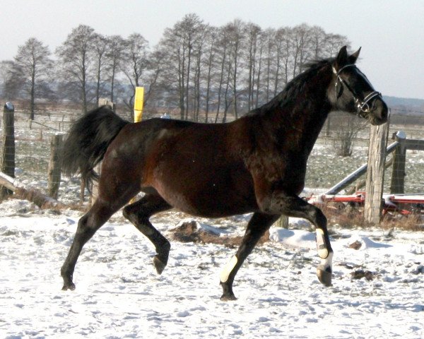 broodmare Curly Sue II (Mecklenburg, 2008, from Casaretto)