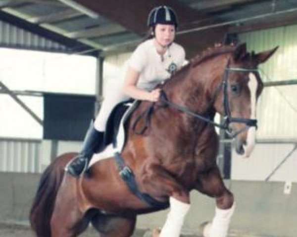 horse Duffy (Westphalian, 2005, from Donnerbube III)