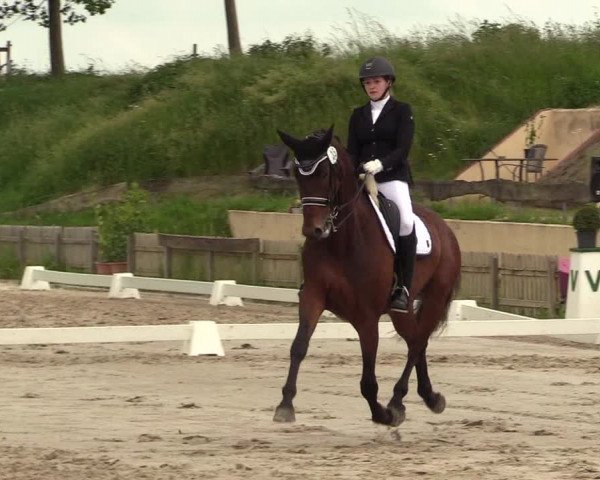 Reitturnier Schülp / Rendsburg 2021