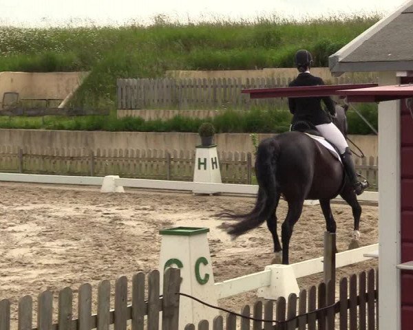 Reitturnier Schülp / Rendsburg 2021