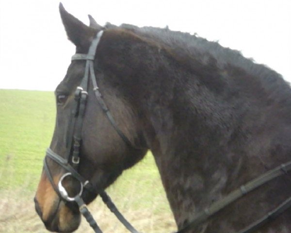 broodmare Perle (Brandenburg, 2001, from Phantomic xx)