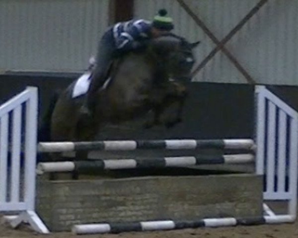 horse Guess (KWPN (Royal Dutch Sporthorse), 2011, from Eldorado van de Zeshoek)