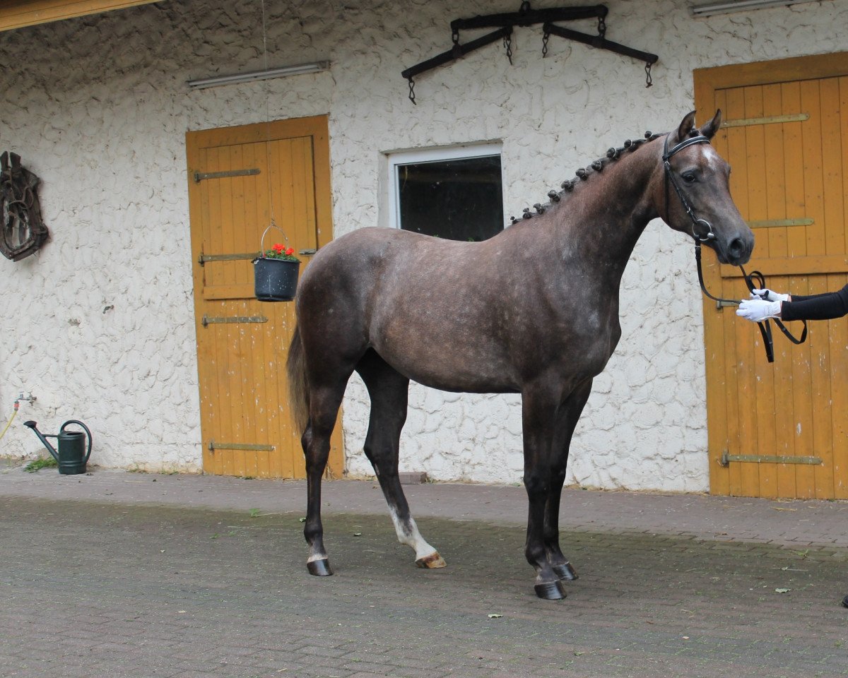 Springpferd Grimhild (Oldenburger, 2011, von Galan ShA)