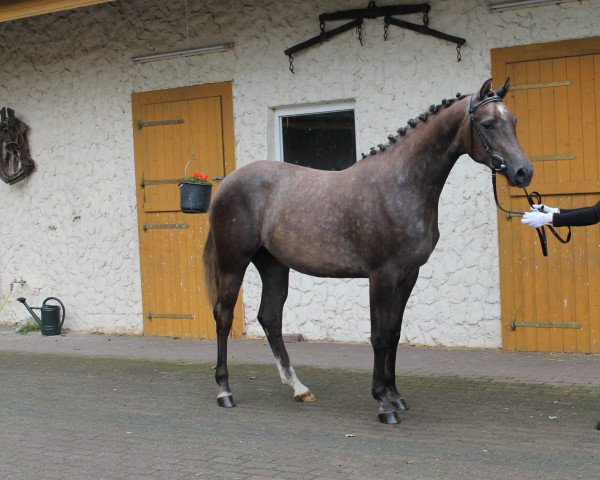 jumper Grimhild (Oldenburg, 2011, from Galan ShA)