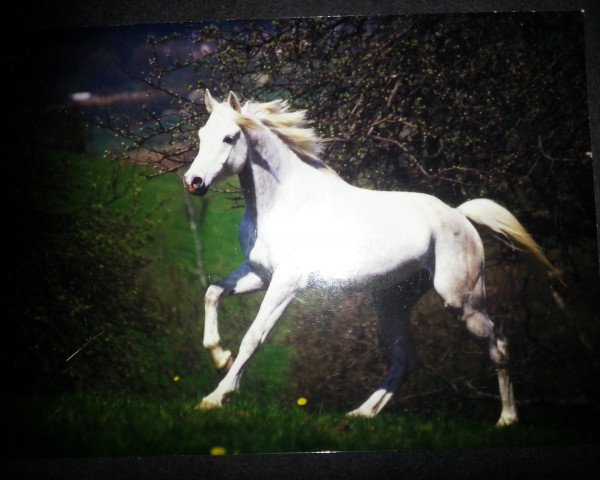 horse FA Gorgeous ox (Arabian purebred, 1994, from Gadir ox)