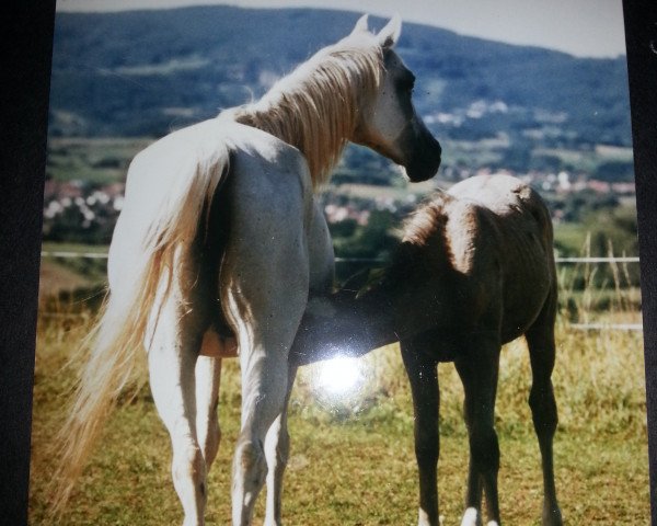 broodmare Askailali ox (Arabian purebred, 1990, from Patrol ox)