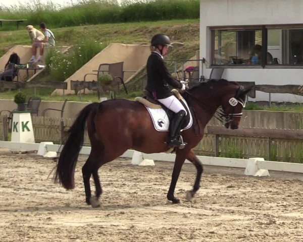 Reitturnier Schülp / Rendsburg 2021