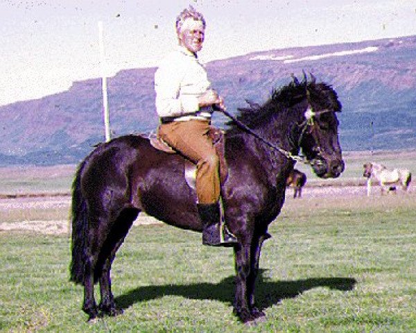 broodmare Vaka frá Borgum (Iceland Horse, 1963, from Sleipnir frá Miðfelli)