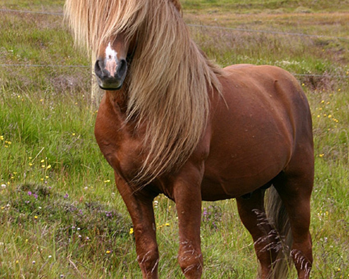 stallion Asi frá Kálfholti (Iceland Horse, 1990, from Feykir frá Hafsteinsstöðum)
