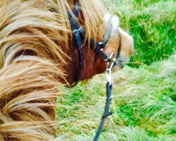 Springpferd Ramina 98 (Deutsches Reitpony, 1996)