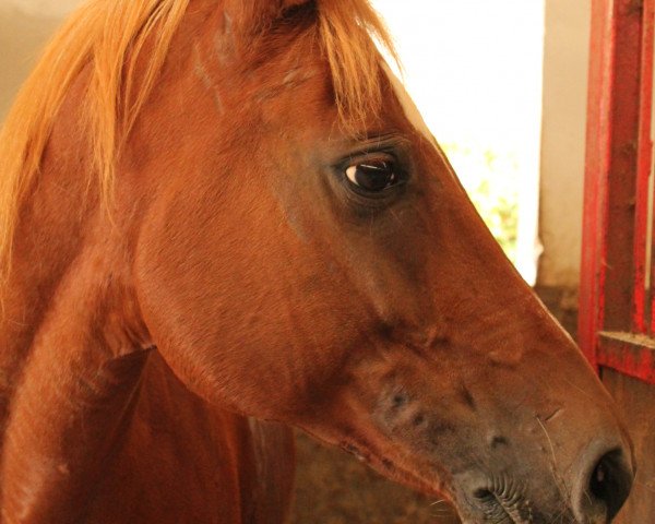 dressage horse Ghawan ox 2 (Thoroughbred, 1997, from Ghajar ox)