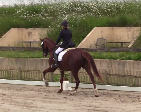 Reitturnier Schülp / Rendsburg 2021