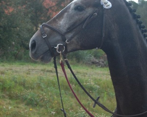horse Césara (Swedish Warmblood, 2005, from Camaro M)