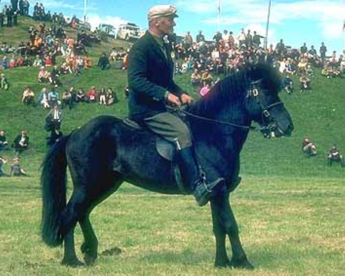 Deckhengst Sómi frá Hofsstöðum (Islandpferd, 1959, von Blesi frá Hofsstöðum)