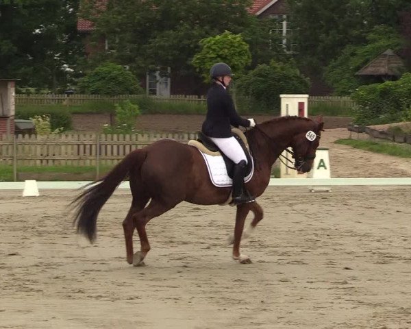 Reitturnier Schülp / Rendsburg 2021