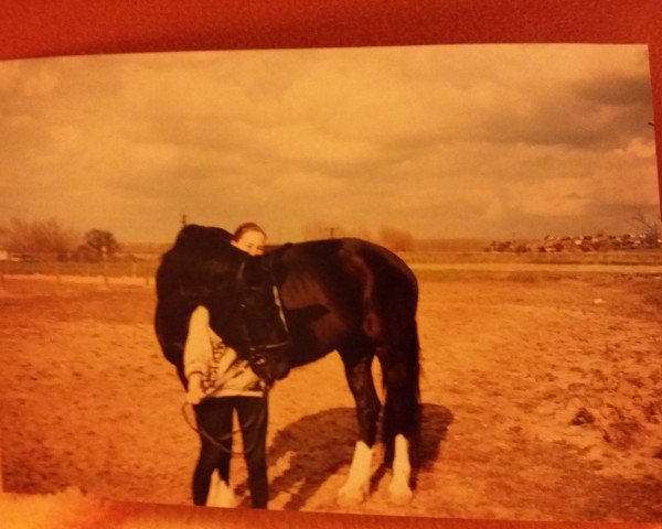 broodmare Fatima S (Saxony-Anhaltiner, 1981, from Feierzug 2503)