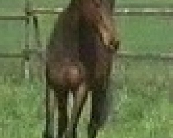 horse Arctic Sparkler xx (Thoroughbred, 1981, from Claddagh xx) horse Arctic Sparkler xx (Thoroughbred, 1981, from Claddagh xx)